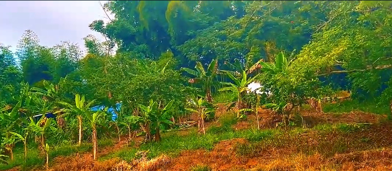 Agriculture and entrepreneurship activities at Glengoffe High School